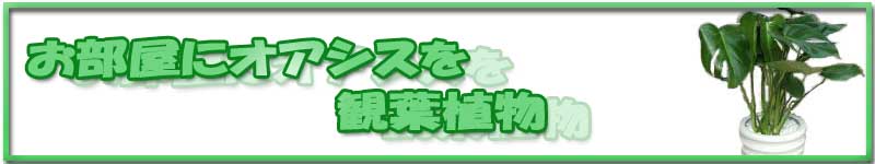 �������ɃI�A�V�X���ϗt�A��